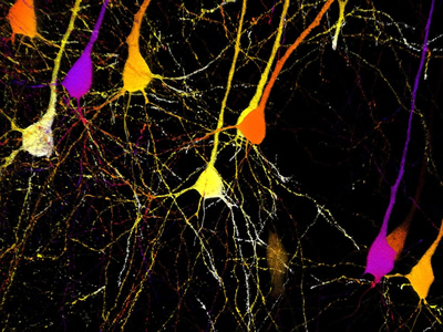 生命科学涵盖从基础研究学科(如细胞生物学和生物物理学)到生物科技和药物研发的一系列领域