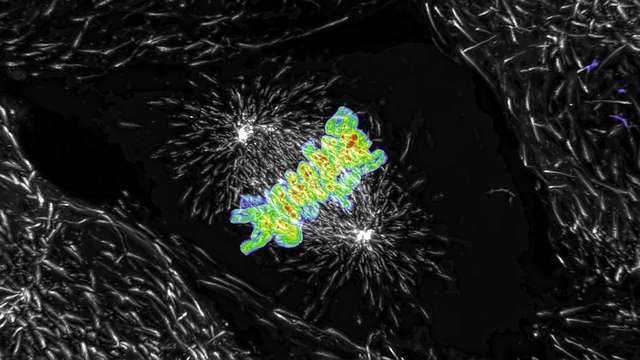 活细胞成像产品