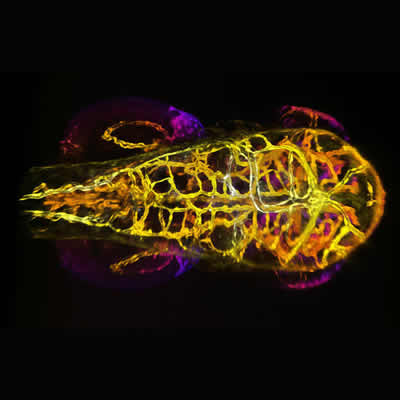 完整生物体和组织成像