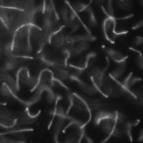 DeepSIM 超分辨模块